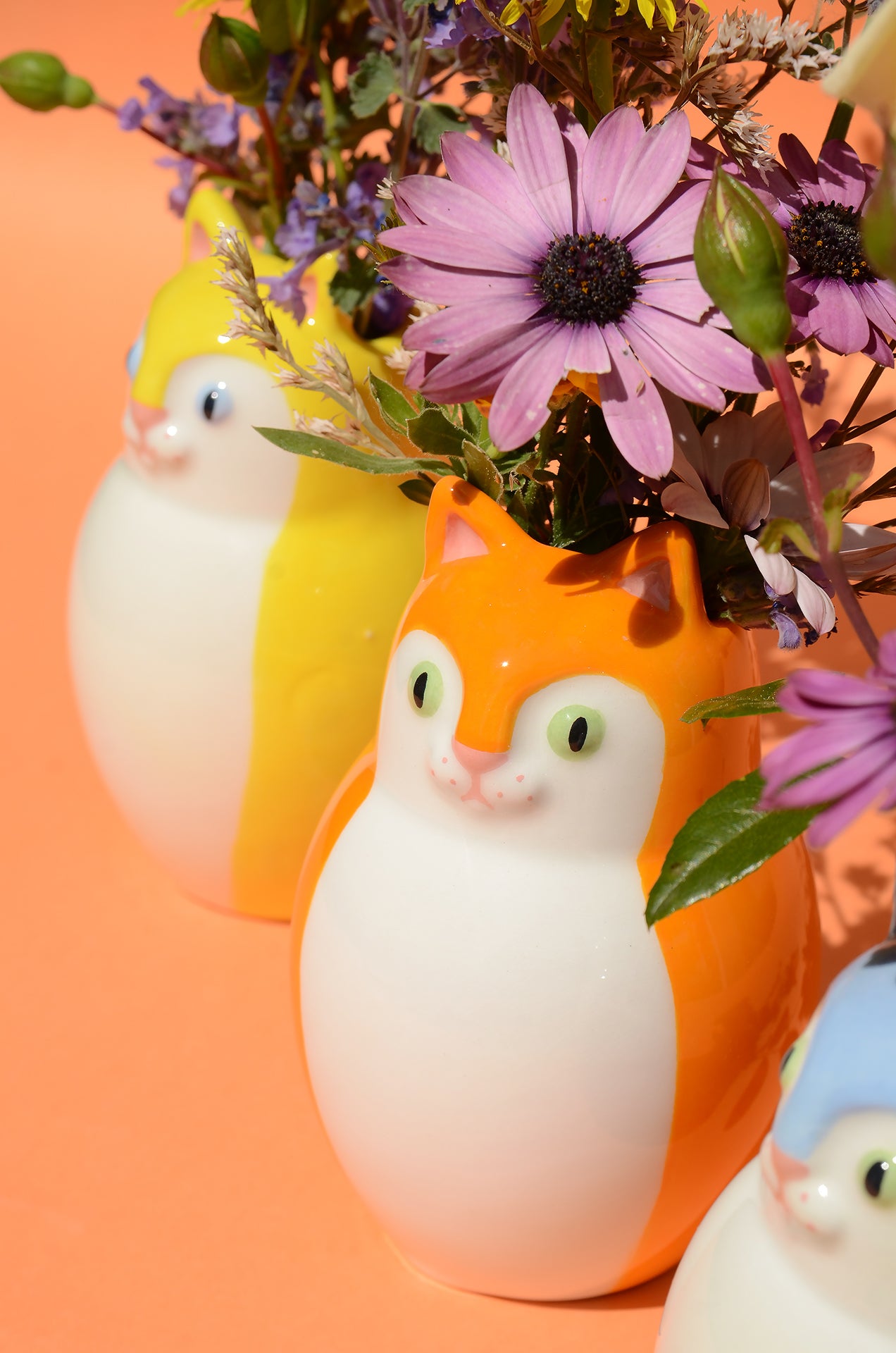 Gattino Arancio e bianco